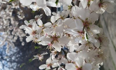 Čerešňové kvety